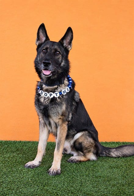 Photo of Dino, adoptable senior German Shepherd Dog in Miami, Florida