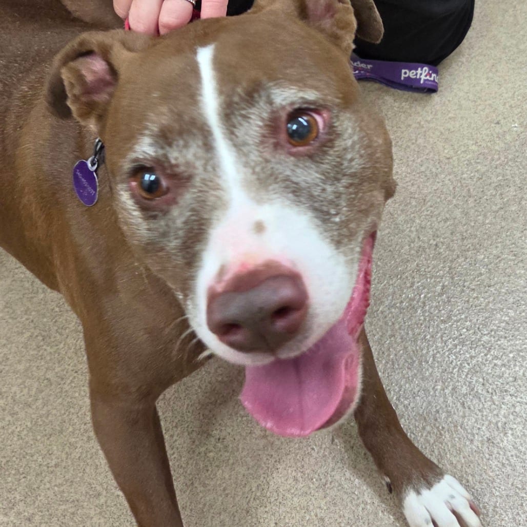 Photo of Macy, adoptable senior Terrier, American Staffordshire in Zanesville, Ohio