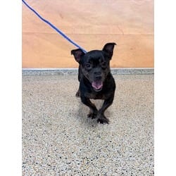Photo of Chapo, adoptable senior Chihuahua in Doral, Florida