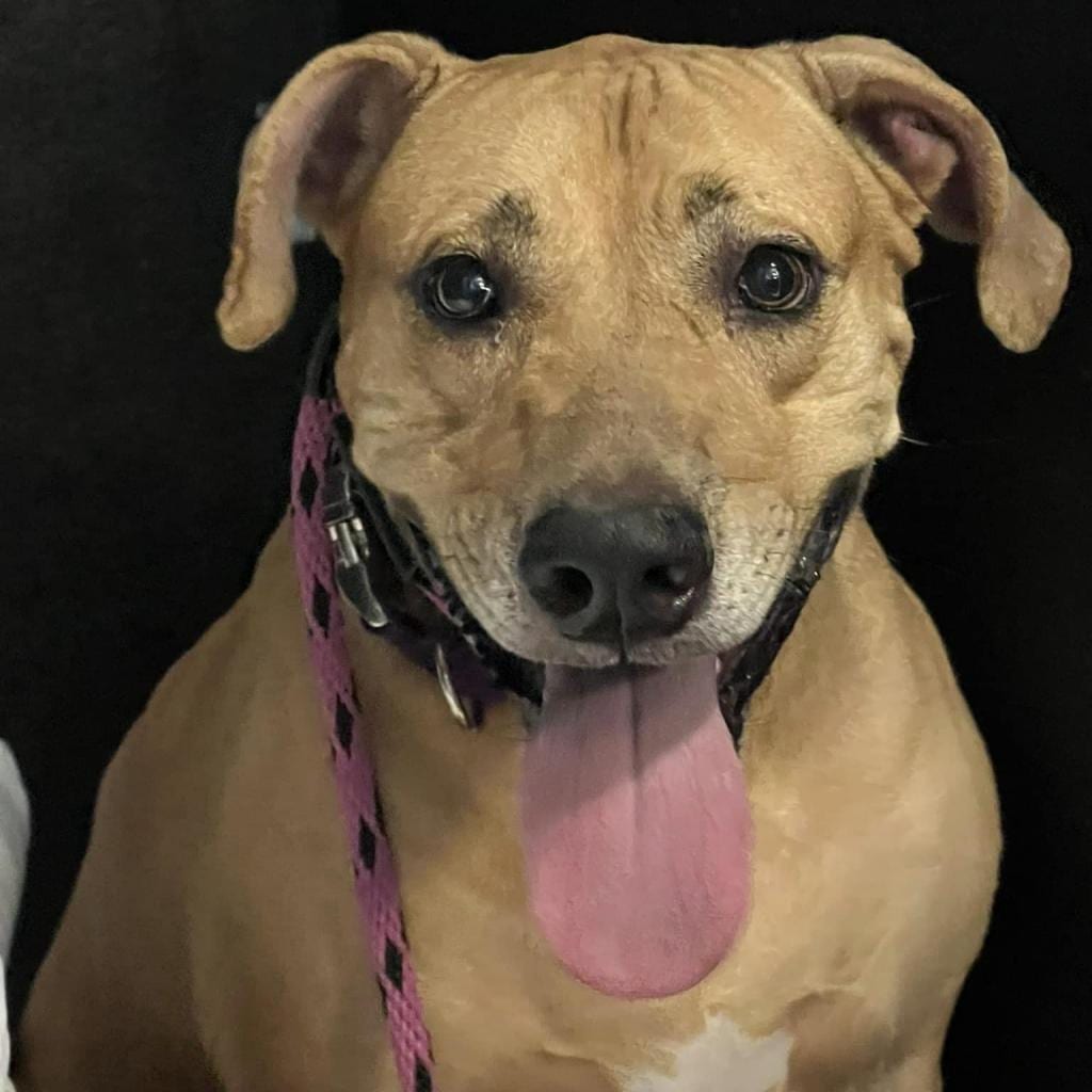 Photo of Posy (Mother's Day Bouquet Pup), adoptable senior Mixed Breed (Large) in St. Louis, Missouri