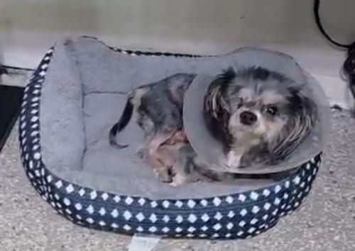 Photo of LuLu, adoptable senior Yorkshire Terrier Yorkie in Spring, Texas