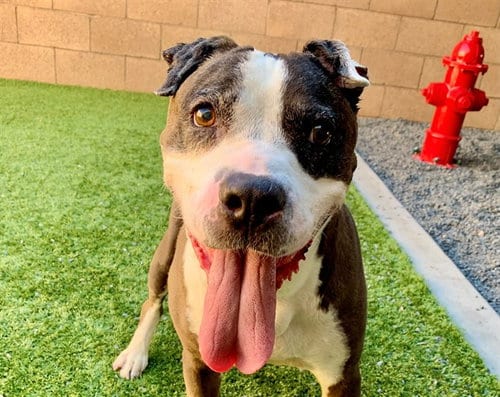 Photo of Smiley, adoptable senior Pit Bull Terrier in Moreno Valley, California