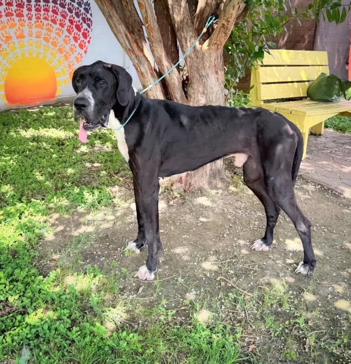 Photo of Hank, adoptable senior Great Dane in Bullard, Texas
