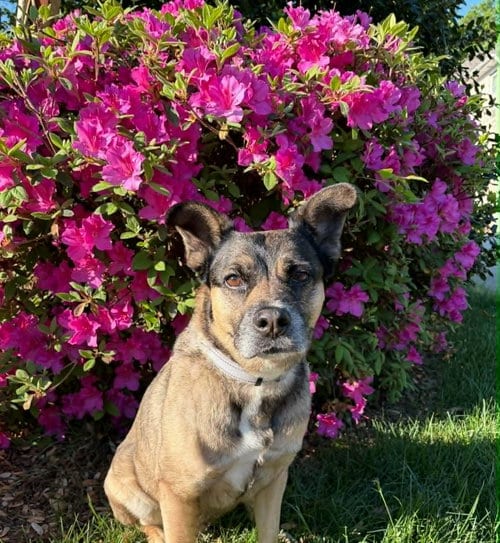 Luna, adoptable senior Husky in Charlotte, NC