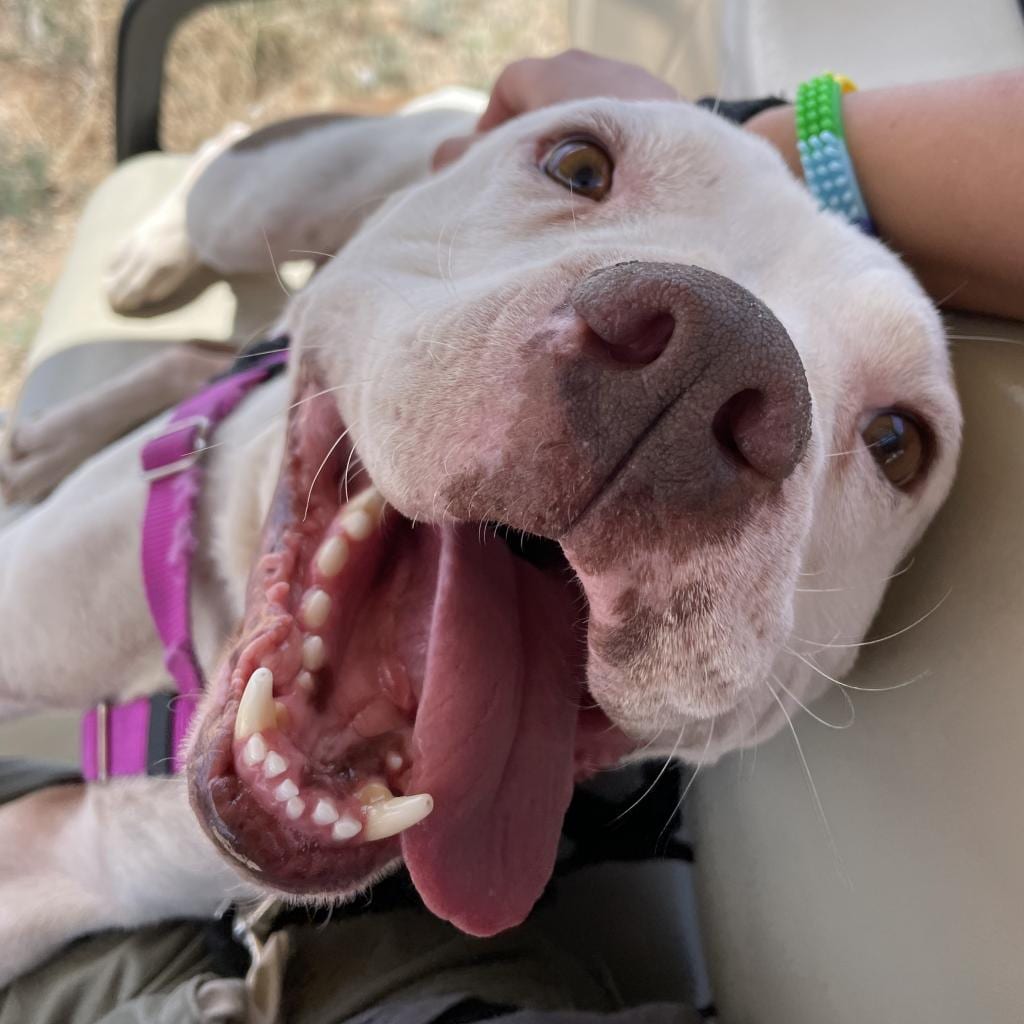 Photo of Mai Tai, adoptable senior Terrier, American Pit Bull / Boxer in Kanab, Utah