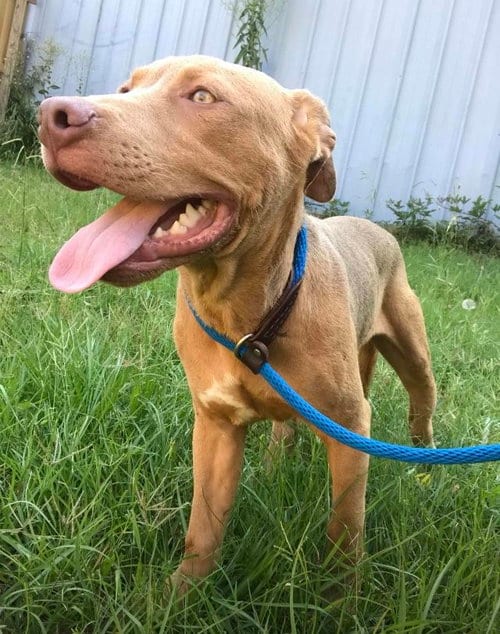 Jack 3's company, adoptable senior Labrador Retriever in Jackson, MS