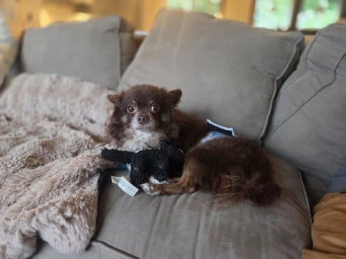 Photo of Tangier, adoptable senior Pomeranian in Andover, Minnesota