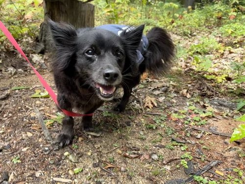 Photo of Kilo, adoptable senior Chihuahua in Boston, Massachusetts