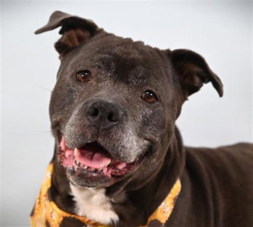 Photo of Flower, adoptable senior Pit Bull Terrier in Fort Collins, Colorado