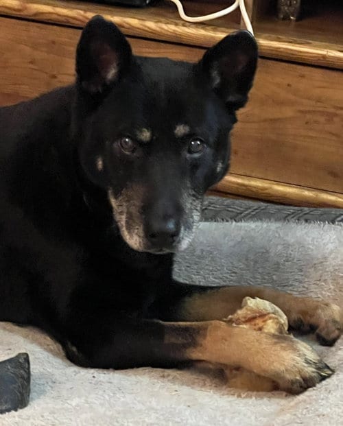 Photo of Danny, adoptable senior German Shepherd Dog in Modesto, California