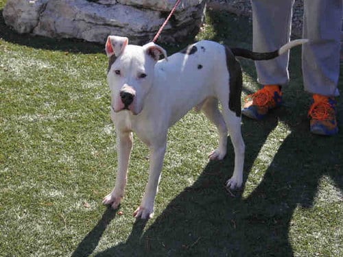MATT, adoptable senior American Bulldog in Greensbo, NC