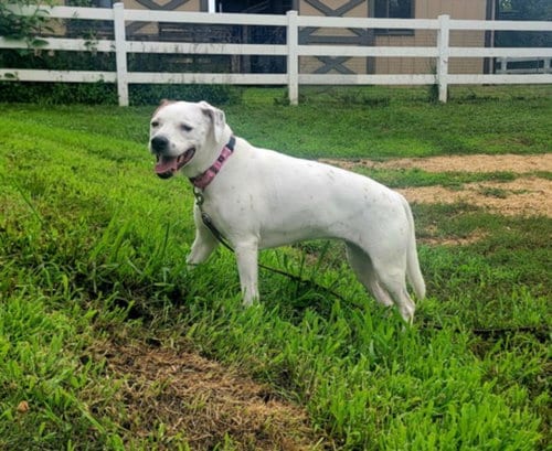 Photo of Lucy, adoptable senior American Bulldog in Derwood, Maryland