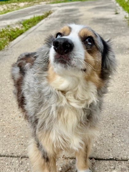 Photo of Versace, adoptable senior Australian Shepherd in New Orleans, Louisiana