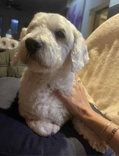 Photo of Pearl, adoptable senior Maltese in Escondido, California