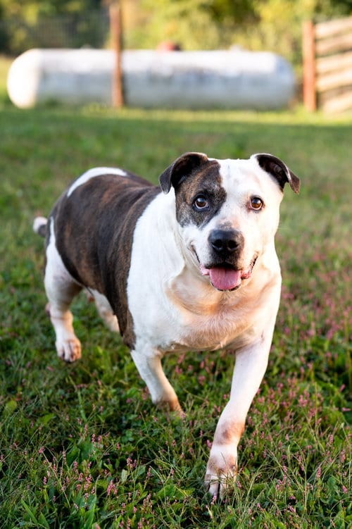 Jorja, adoptable senior Unknown breed in Poland, IN