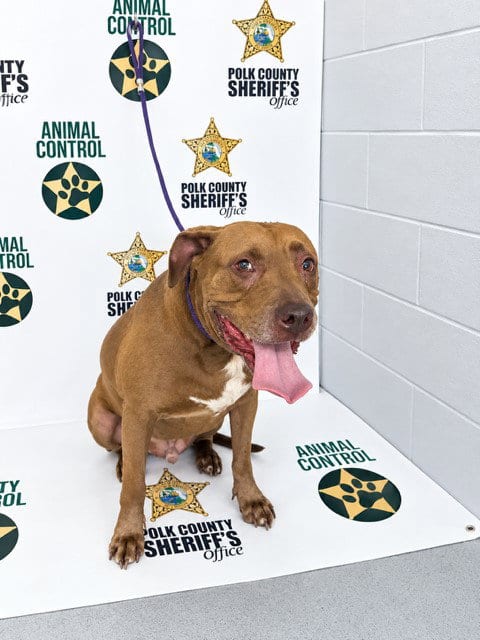 Photo of Jack, adoptable senior Bullmastiff in Winter Haven, Florida