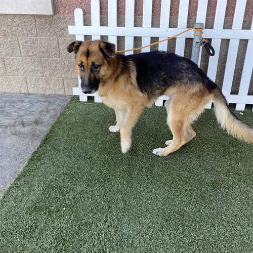Photo of Tex, adoptable senior German Shepherd Dog in Modesto, California