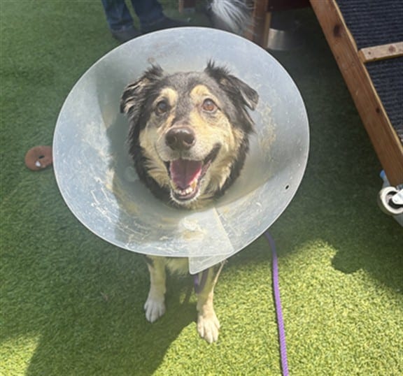 Photo of Max, adoptable senior Bearded Collie in San José, California