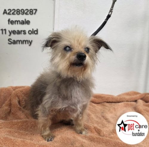 Photo of Sammy, adoptable senior Yorkshire Terrier Yorkie in Los Angeles, California
