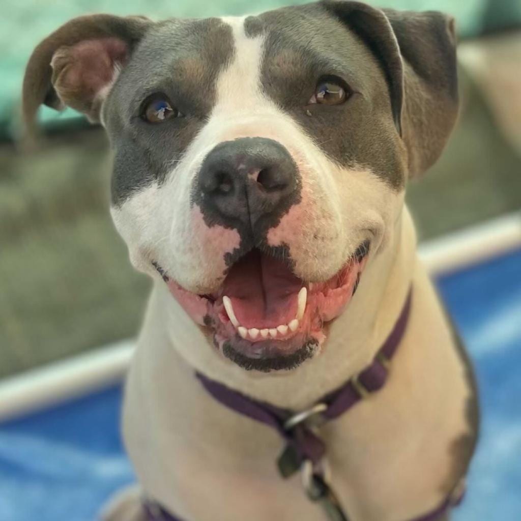 Photo of Joplin, adoptable senior Terrier, American Pit Bull / Mix in Kanab, Utah