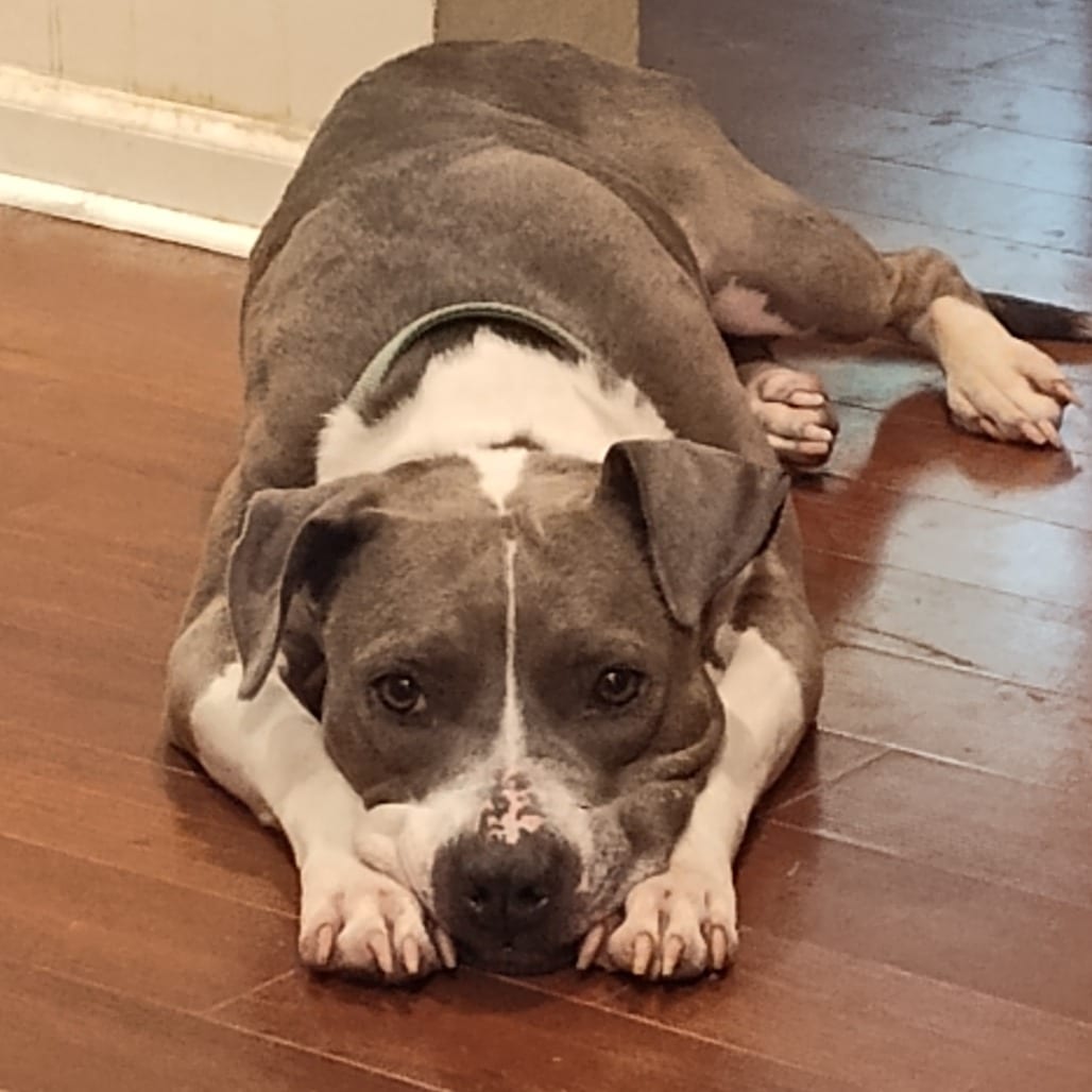 Photo of Kari Okie, adoptable senior Mixed Breed (Medium) in St. Louis, Missouri