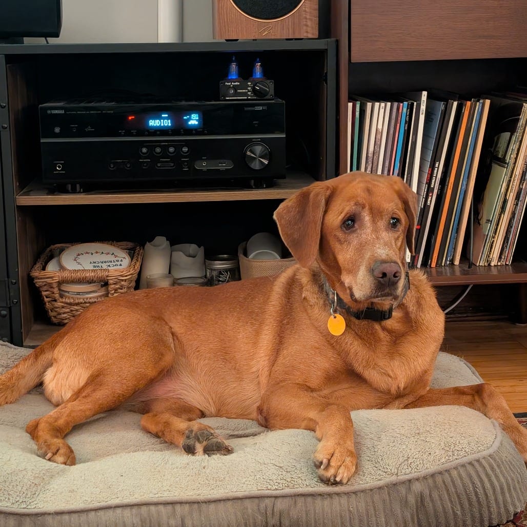 Photo of Harley D12844, adoptable senior Retriever, Labrador in Princeton area, Minnesota