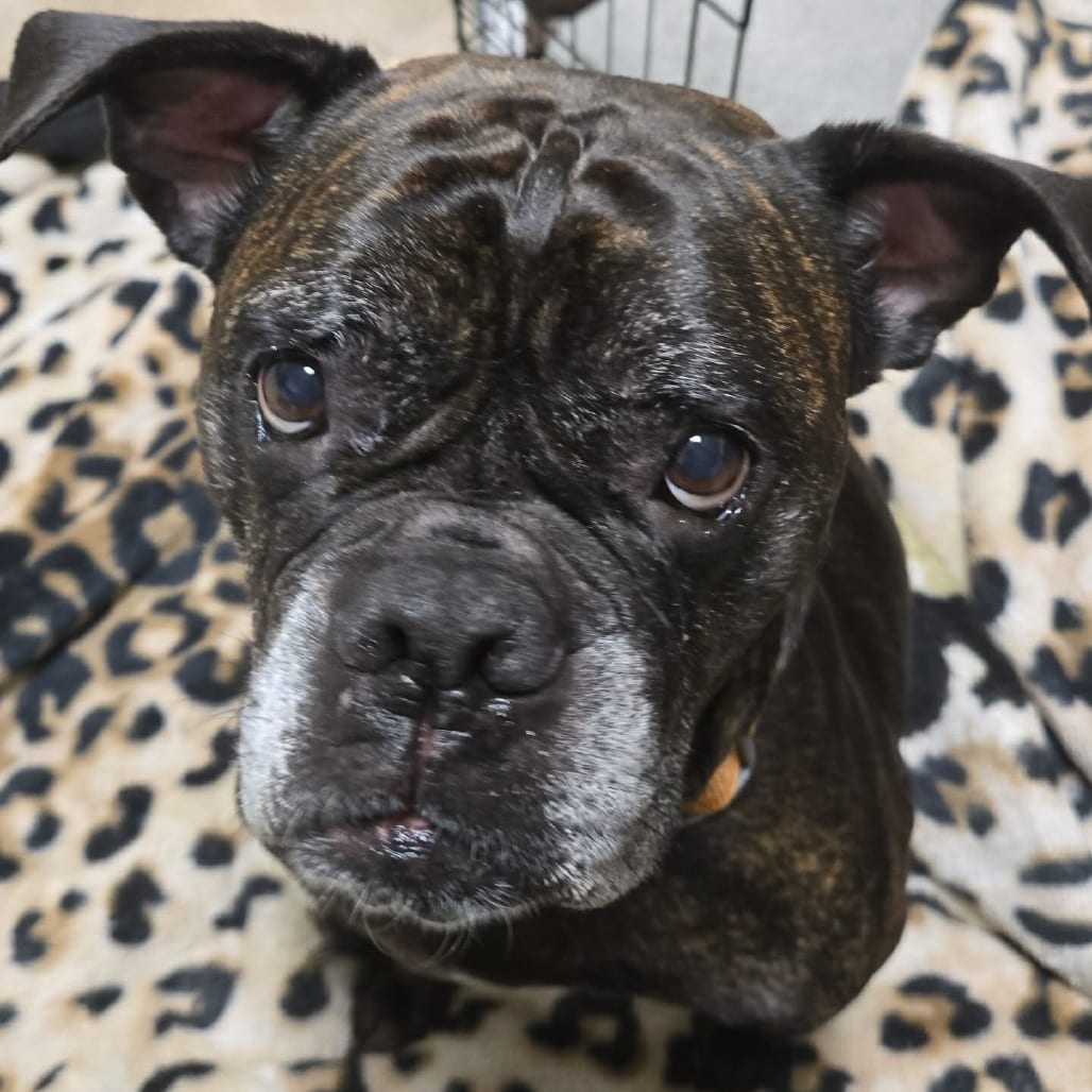 Photo of Pepper, adoptable senior Bulldog / Mix in Buffalo, Minnesota