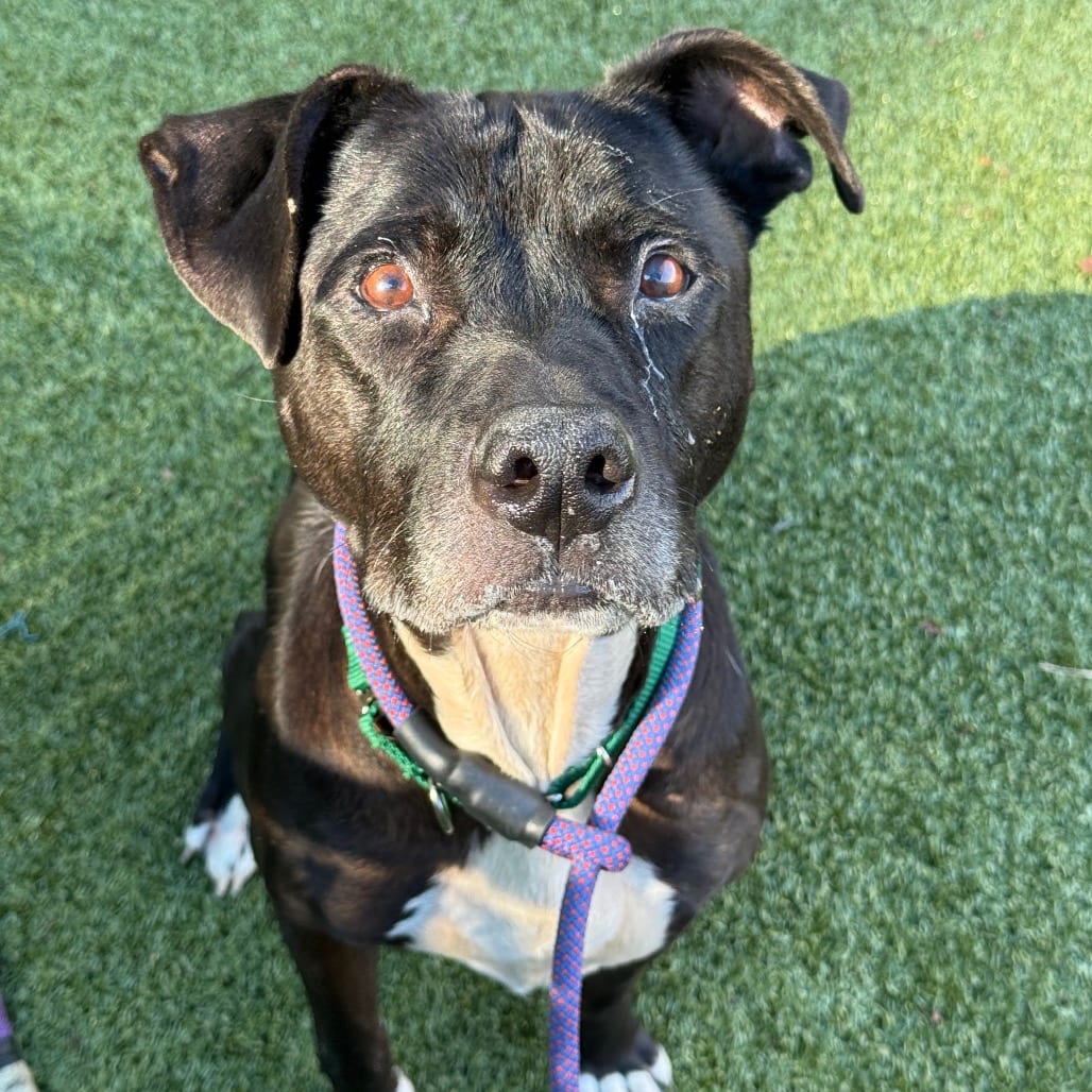 Photo of Oscar Meyer, adoptable senior Terrier, Pit Bull in Greensboro, North Carolina