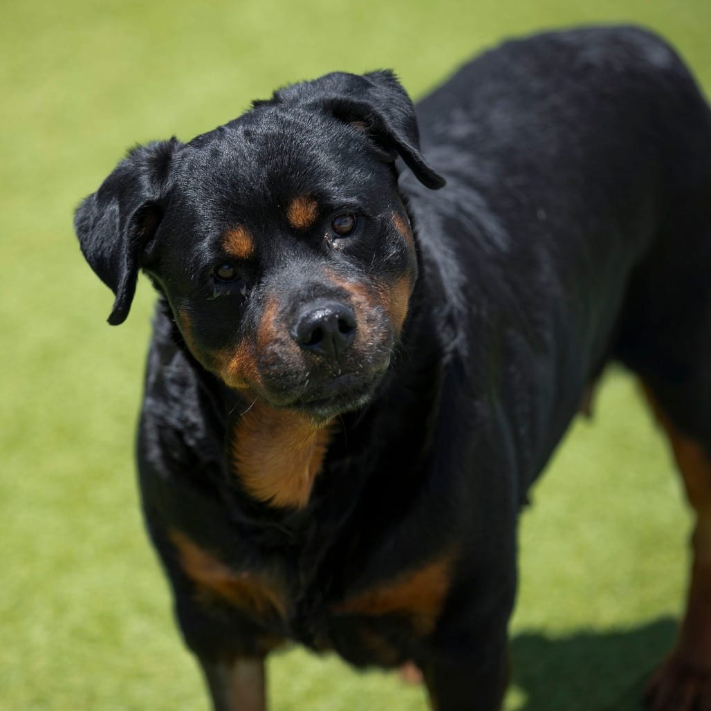 Photo of Layla (JN26-11), adoptable senior Rottweiler in Colorado Springs, Colorado
