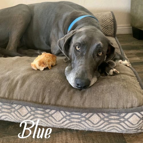 Blue (Bonded with Bear), adoptable senior Great Dane in Vail, AZ