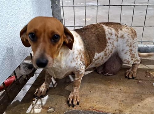 Photo of China, adoptable senior Dachshund in Humble, Texas
