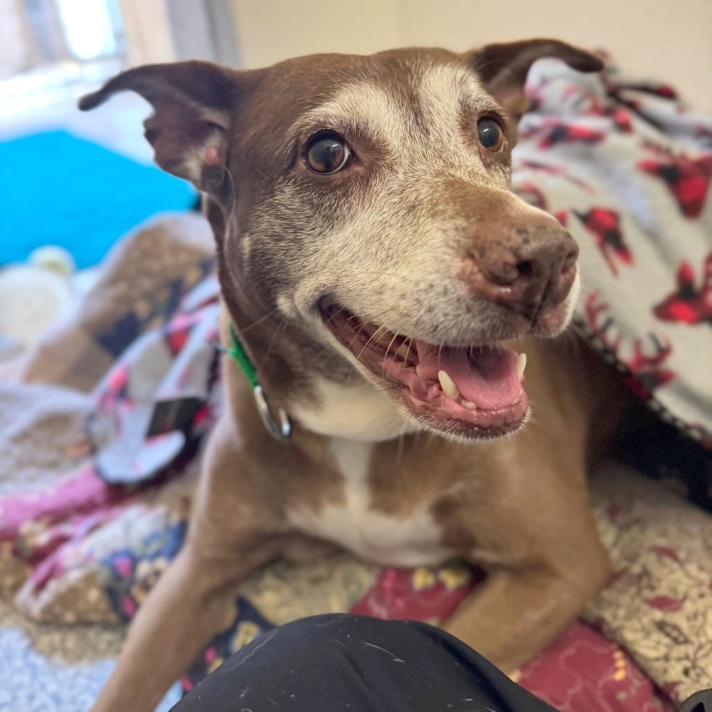 Photo of Mika, adoptable senior Mixed Breed (Medium)