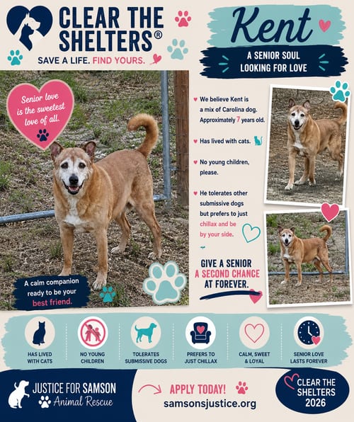 Photo of Kent, adoptable senior German Pinscher in Orange Grove, Texas