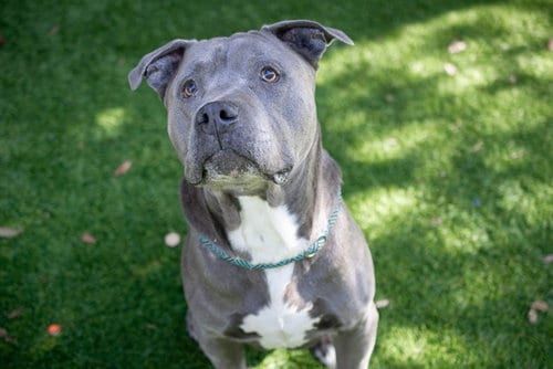 Photo of Blue, adoptable senior Pit Bull Terrier in San Jose, California