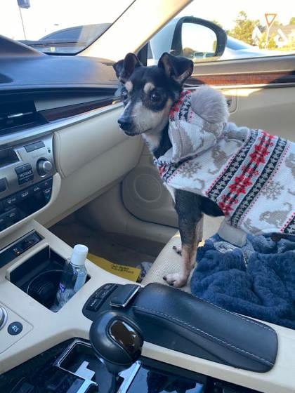 Photo of Geo Metro, adoptable senior dog in Chamblee, Georgia