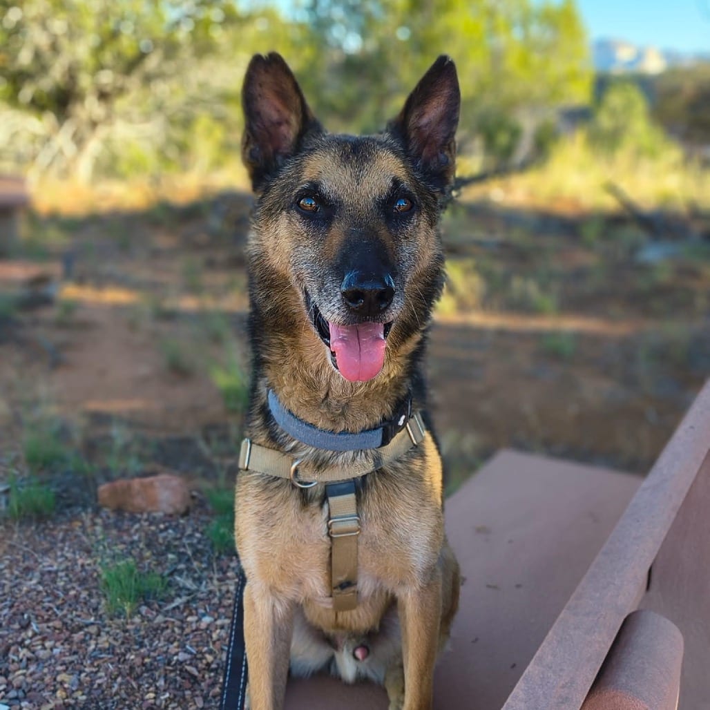 Photo of Soldier, adoptable senior Malinois, Belgian in Kanab, Utah