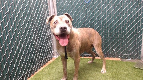 Photo of Rico, adoptable senior Pit Bull Terrier in Downey, California