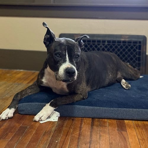 Photo of Roxy, adoptable senior Boxer in Utica, Michigan