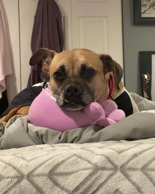HOLLY, adoptable senior Boxer in Holbrook, NY