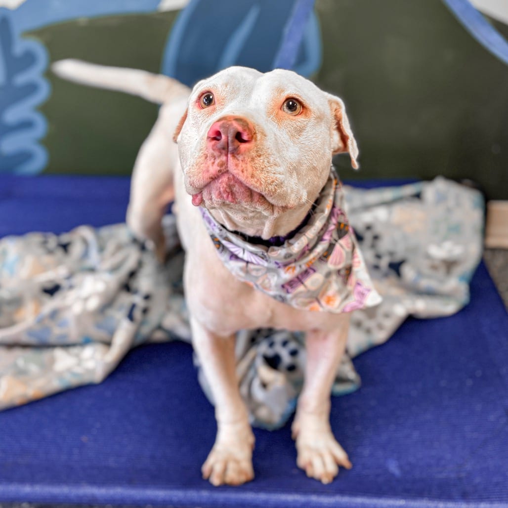 Photo of Clementine, adoptable senior Terrier, Pit Bull in Ohio, Ohio