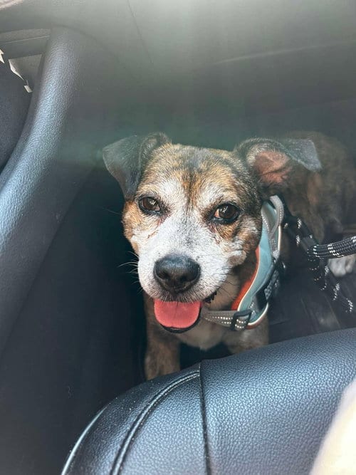 Photo of Malcolm, adoptable senior Beagle in Spring Lake, North Carolina