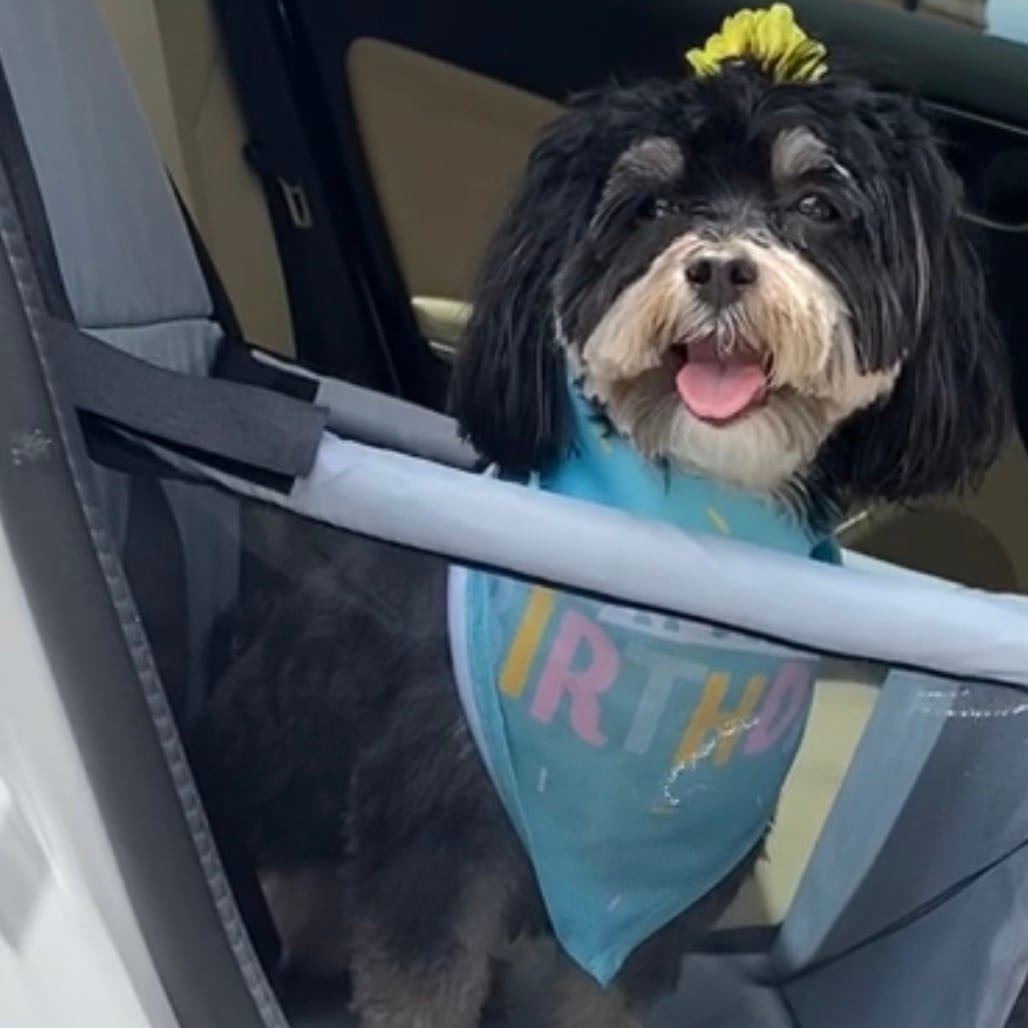 Photo of Prissy - Home to Home, adoptable senior Schnauzer, Miniature / Maltese in South Elgin, Illinois