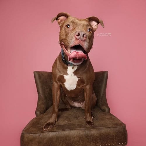 Cass, adoptable senior American Pit Bull Terrier in Sykesville, MD