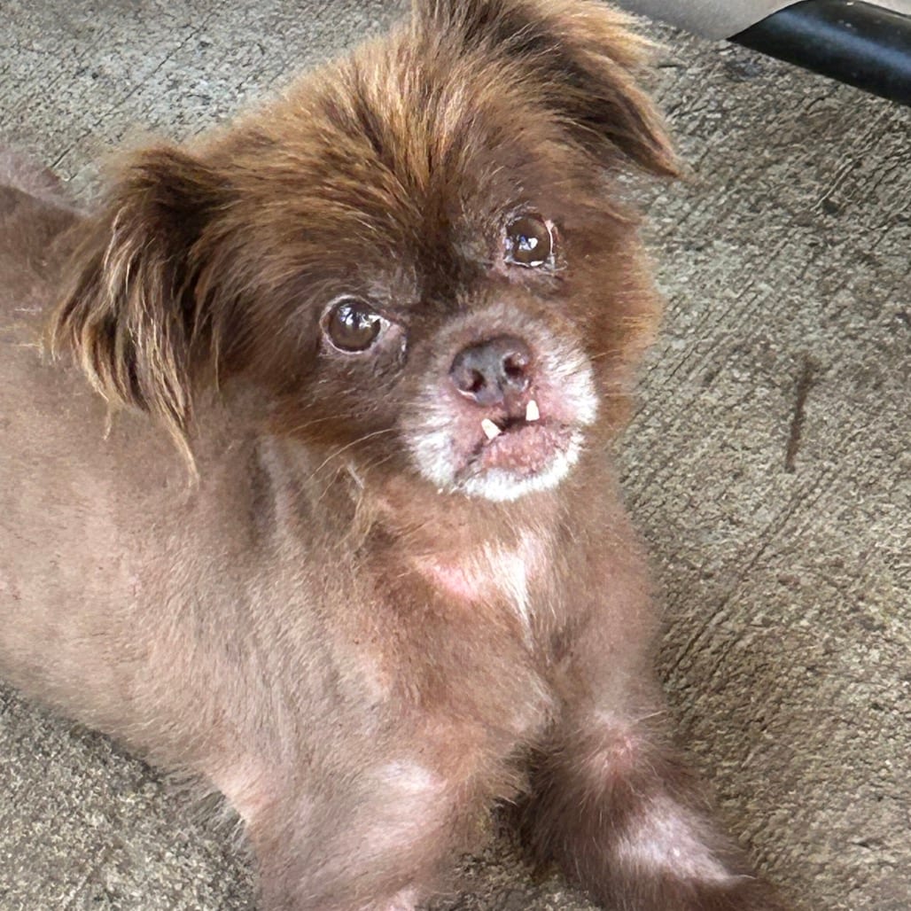 Photo of Cory, adoptable senior Pomeranian in Maryland, Maryland