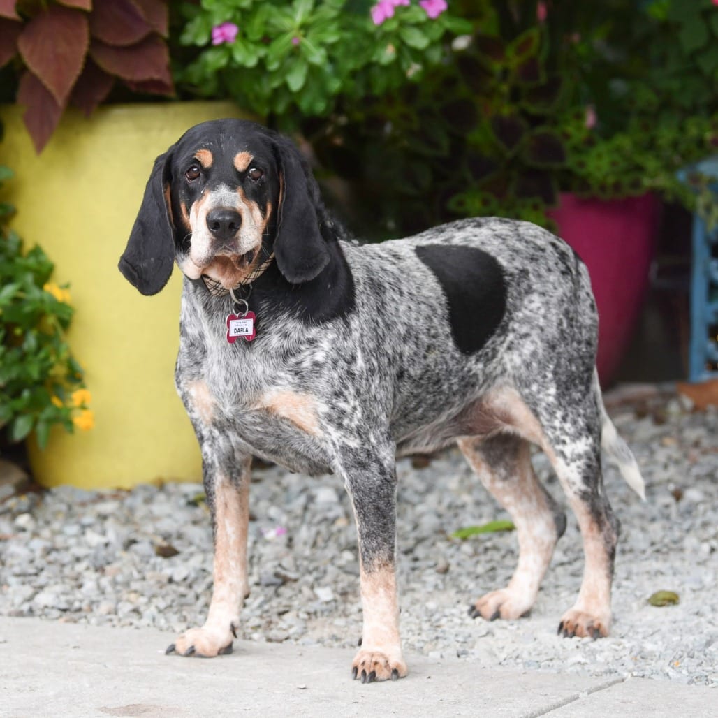 Photo of Darla, adoptable senior Coonhound, Bluetick in Wake Forest, North Carolina