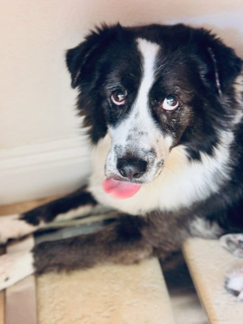 Photo of Cinder, adoptable senior Border Collie in San Diego, California