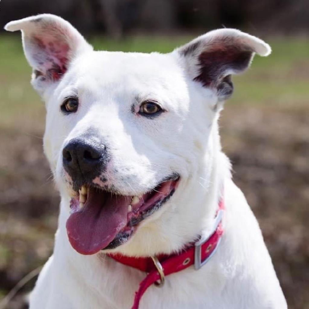Photo of Teddy, adoptable senior Retriever, Labrador / Mixed Breed (Medium) in Weatherford, Texas