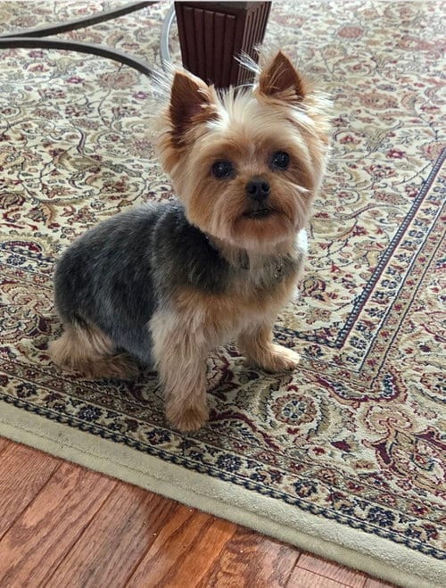 Photo of A Angelica, adoptable senior Yorkshire Terrier Yorkie in Allentown,, Pennsylvania