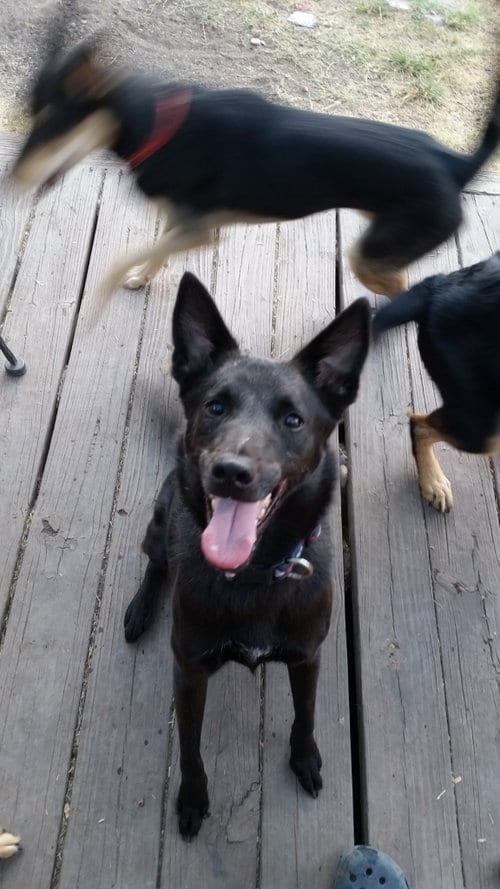 Peter Parker, adoptable senior Border Collie in Pipe Creek, TX