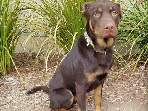 Photo of Mudd, adoptable senior German Shepherd Dog in Los Angeles, California